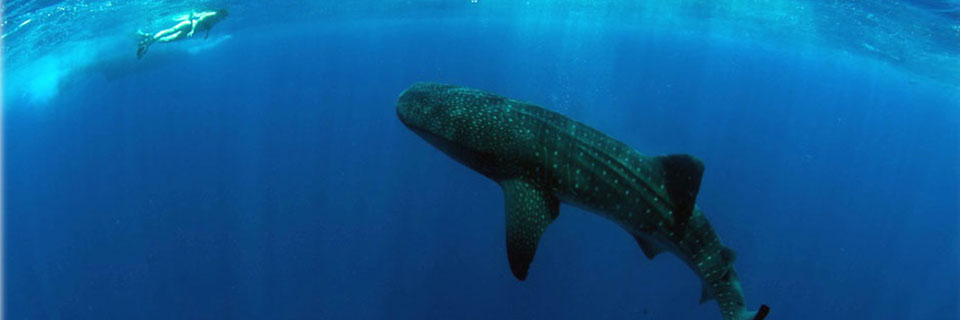 Man and Whale Shark Swimming Together